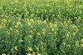 yellow blooming oilseed fields