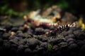 Ti bee shrimp pets aquarium water nature pets