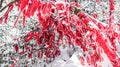 Tianmen Mountain, Zhangjiajie, Hunan, China, winter snow and smog, branches, red ribbons