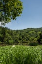 Tianmu Lake scenery Royalty Free Stock Photo