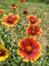 Tianren chrysanthemum