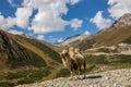 Tianshan mountain scenery Royalty Free Stock Photo