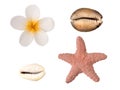 Tiare flower, starfish and shells