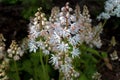 Tiarella cordifolia or heartleaf foamflower on a cloudy day.