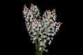 Tiarella foamflower is in the family Saxifragaceae.