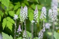 Tiarella Pink Skyrocket ornamental garden flower in bloom, pink white flowering plant