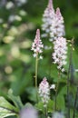 Tiarella Pink Skyrocket ornamental garden flower in bloom, pink white flowering plant