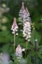 Tiarella Pink Skyrocket ornamental garden flower in bloom, pink white flowering plant