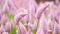 Tiarella sky rocket pink color flowers close-up