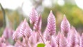 Tiarella sky rocket pink color flowers close-up