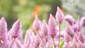 Tiarella sky rocket pink color flowers close-up