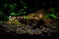 Tibee shrimp aquarium hobby pets freshwater nature Royalty Free Stock Photo