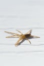 Tibellus oblongus - a running crab spider with a long abdomen on bright white background Royalty Free Stock Photo