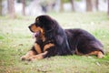 Tibentan Mastiff Dog