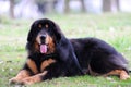 Tibentan Mastiff Dog Royalty Free Stock Photo