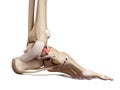 The tibeonavicular ligament
