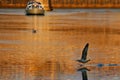 Tiber river at sunset. Royalty Free Stock Photo