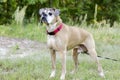 Senior fawn Boxer dog, pet rescue adoption photography