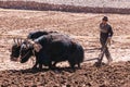 Farmer ploughing agricultural lands with yaks - Tibet