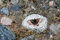 Tibet, the area of mount Kailas Kailash. Butterfly on a stone at an altitude of more than 5000 meters above sea level