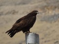 An eagle standing on a pillar Royalty Free Stock Photo