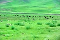 Tibet GanNan's grassland Royalty Free Stock Photo