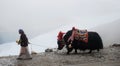 Tibet, kamba la pass, august 2010 - tibetan woman in national clothes with her yak