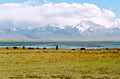 Tibet, Manasarovar lake. Royalty Free Stock Photo