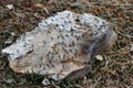 Tibet, mosquitoes on stone at an altitude of 4557 meters above sea level