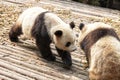 Tibet`s Giant Panda Bear Royalty Free Stock Photo