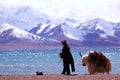 Tibet's snow mountains