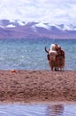 Tibet's snow mountains Royalty Free Stock Photo