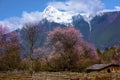 Tibet's spring Royalty Free Stock Photo