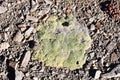 Tibet, scale lichen at an altitude of more than 5000 meters