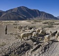 Tibet - Shepherd with his herd - Tsetang Royalty Free Stock Photo