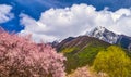 Tibetan spring of LinZhi Royalty Free Stock Photo