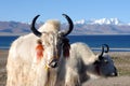 Tibet:white yaks at lakeside