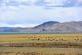 Tibet Yamdrok lake sheep