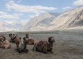 Tibetan alpine desert