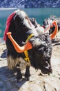 Tibetan black color head and body fur yak with saddle for ride stand on the concrete road in winter in Tashi Delek near Gangtok. Royalty Free Stock Photo