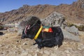 Tibetan black color head and body fur yak with saddle for ride stand on yellow clay in winter in Tashi Delek near Gangtok. Royalty Free Stock Photo