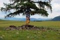 Tibetan Buddhist prayer flags around tree Royalty Free Stock Photo