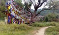 Tibetan Buddhist Prayer Flags Lungdar Royalty Free Stock Photo