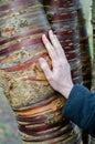 Tibetan cherry tree birchbark cherry tree Prunus serrula with hand in closeup selective focus Royalty Free Stock Photo