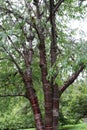 A Tibetan Cherry Tree Growing in Washington, USA