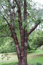 A Tibetan Cherry Tree with Red Bark Royalty Free Stock Photo