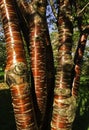 Tibetan cherry tree trunks Royalty Free Stock Photo