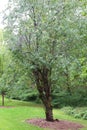 A Tibetan Cherry Tree at Washington Park Arboretum in Seattle