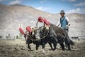 Tibetan farmer plough by draught Yak on farmland in Tibet, China Royalty Free Stock Photo