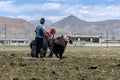 Tibetan farmer plough by draught Yak on farmland in Tibet, China Royalty Free Stock Photo